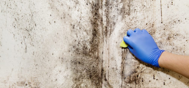 House Mold Removal in Delray Beach