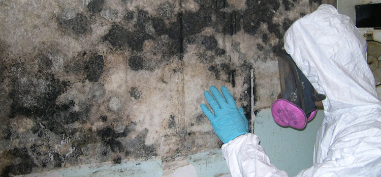 Mold Remediation Company in Trilby