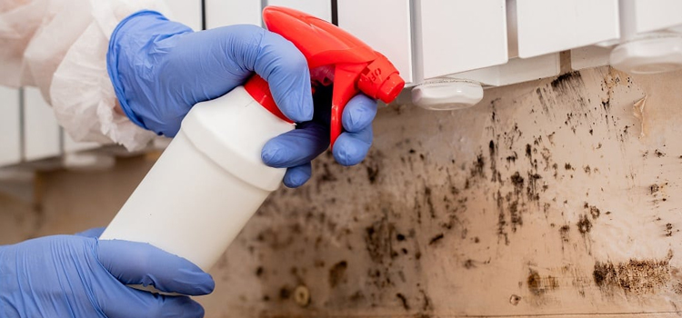 Shower Mold Removal in Durant