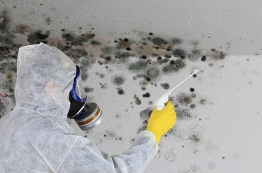 Mold Removal in Cantonment